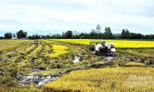Looking at the 2023 autumn-winter rice crop: Unprecedented success